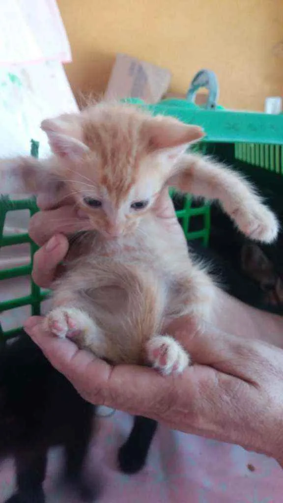 Gato ra a Srd idade Abaixo de 2 meses nome Garfide