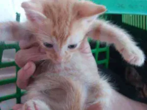 Gato raça Srd idade Abaixo de 2 meses nome Garfide