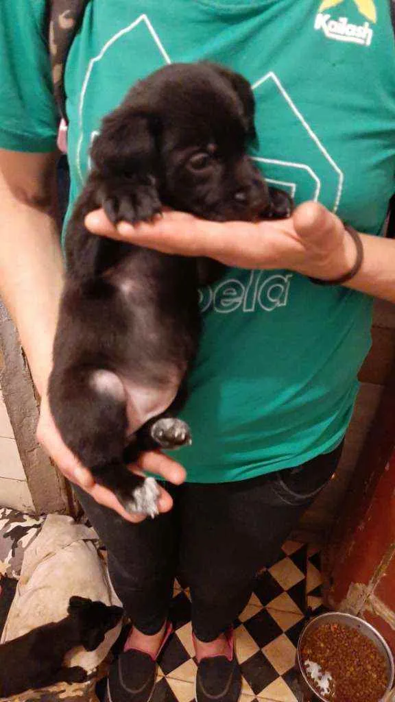 Cachorro ra a SRD idade 2 a 6 meses nome Flor