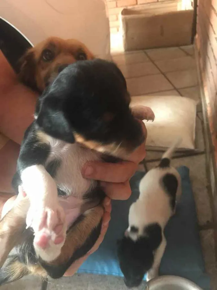 Cachorro ra a SRD idade Abaixo de 2 meses nome Tommy, Bianca e Lisa