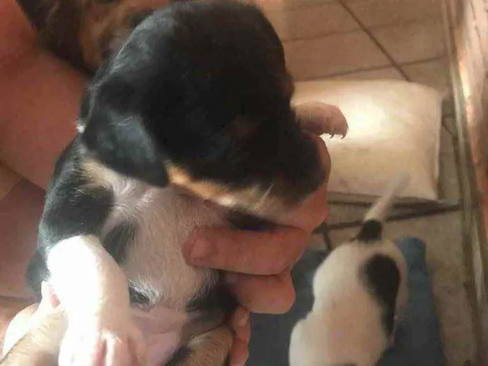 Cachorro ra a SRD idade Abaixo de 2 meses nome Tommy, Bianca e Lisa