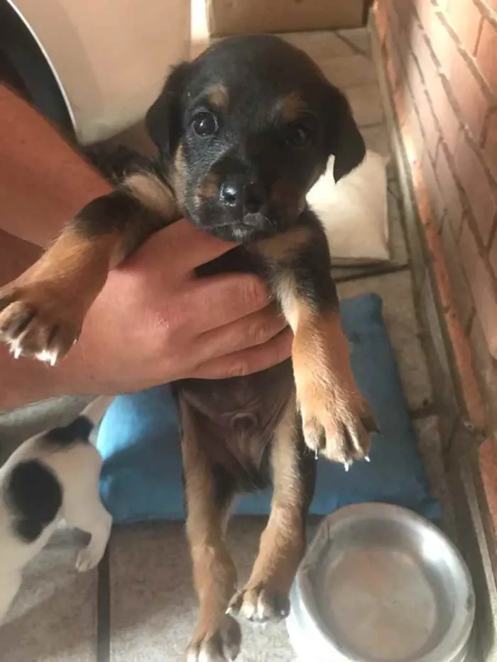 Cachorro ra a SRD idade Abaixo de 2 meses nome Tommy, Bianca e Lisa