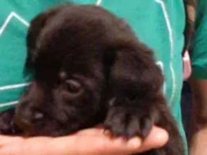 Cachorro raça SRD idade 2 a 6 meses nome Flor
