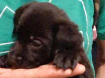 Cachorro ra a SRD idade 2 a 6 meses nome Flor
