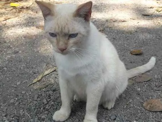 Gato ra a Siamês redpoint idade 7 a 11 meses nome Tapioca