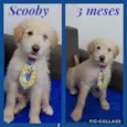 Scooby