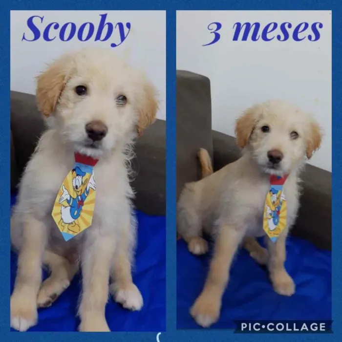 Cachorro ra a Srd idade 2 a 6 meses nome Scooby