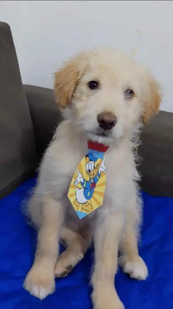 Cachorro ra a Srd idade 2 a 6 meses nome Scooby
