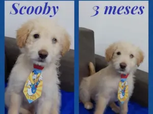 Cachorro raça Srd idade 2 a 6 meses nome Scooby 