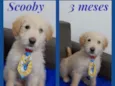 Scooby