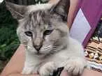 Gato raça Siamês mista idade 1 ano nome Olívia