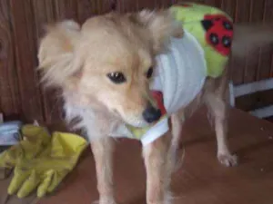 Cachorro raça SRD idade 3 anos nome Clarinha