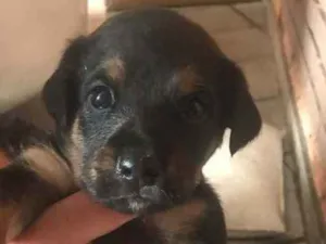 Cachorro raça SRD idade Abaixo de 2 meses nome Tommy, Bianca e Lisa