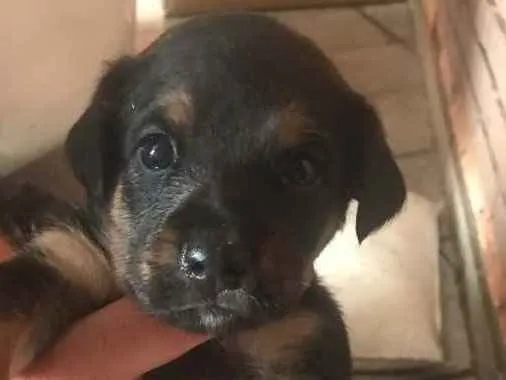 Cachorro ra a SRD idade Abaixo de 2 meses nome Tommy, Bianca e Lisa