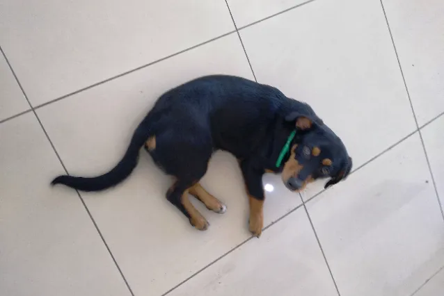 Cachorro ra a SRD idade 1 ano nome John Snow