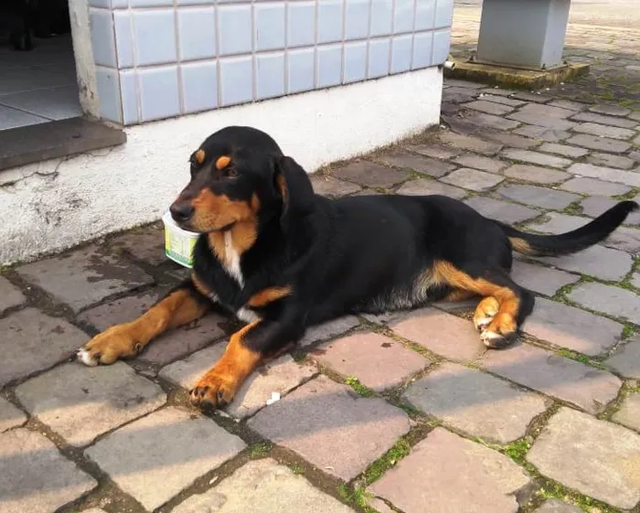 Cachorro ra a SRD idade 1 ano nome John Snow