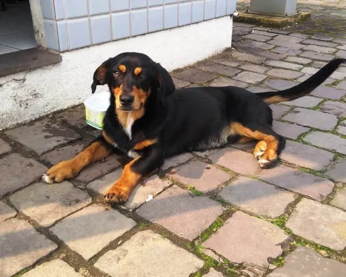 Cachorro ra a SRD idade 1 ano nome John Snow