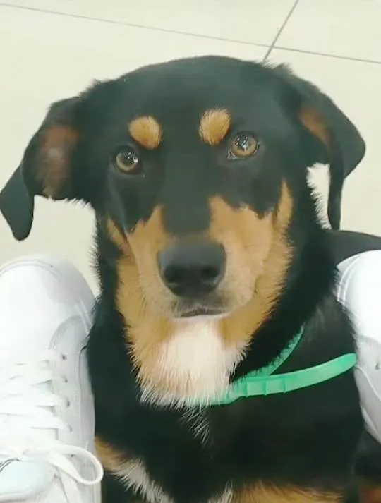 Cachorro ra a SRD idade 1 ano nome John Snow