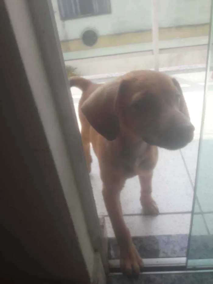 Cachorro ra a Bacê com outra raça pura.  idade 2 a 6 meses nome KEKÉ