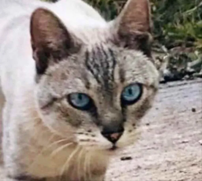 Gato ra a SRD idade 2 a 6 meses nome Agata 
