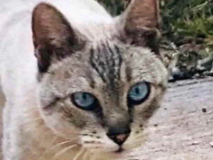 Gato ra a SRD idade 2 a 6 meses nome Agata 