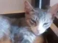 Loki