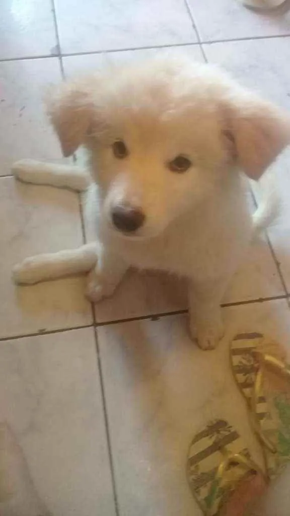 Cachorro raça Akita/pastor alemao idade 1 ano nome Pipoca