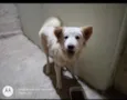 Pipoca