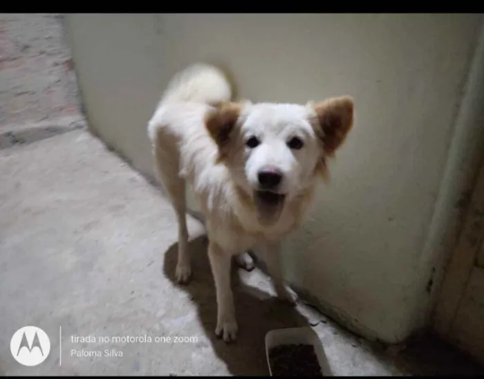 Cachorro raça Akita/pastor alemao idade 1 ano nome Pipoca