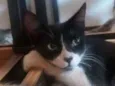 Simon