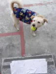 Chico