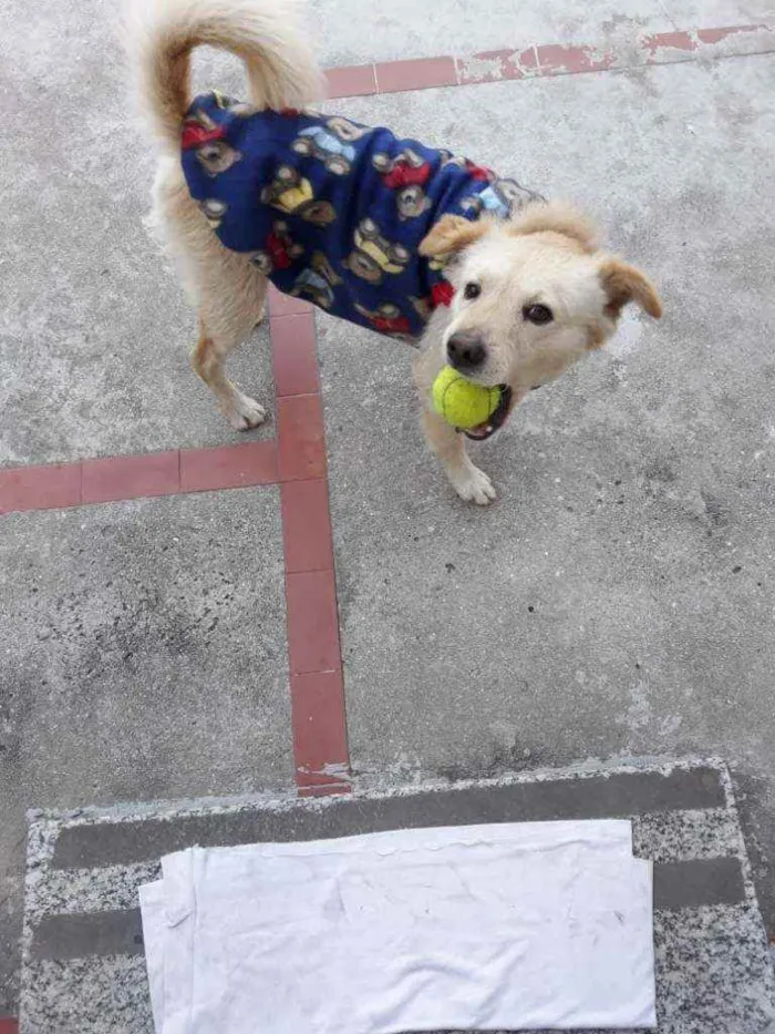 Cachorro ra a Srd idade 2 anos nome Chico