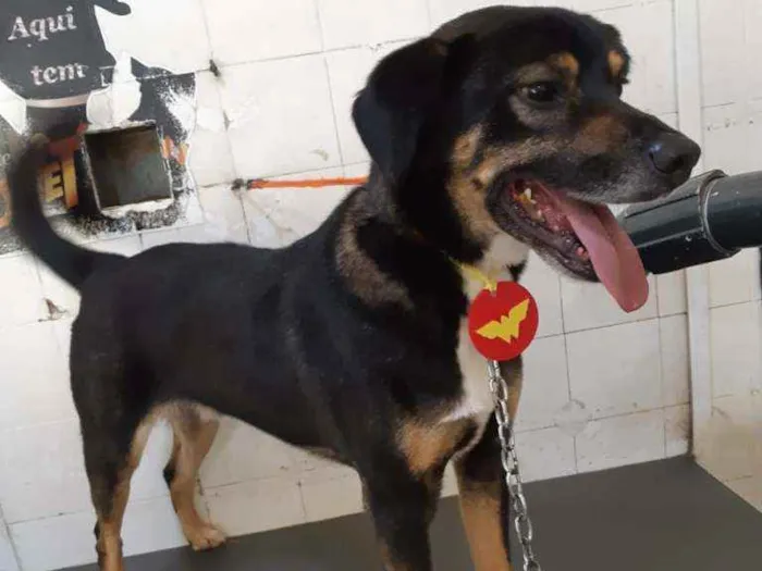 Cachorro ra a SRD idade 3 anos nome Bruce