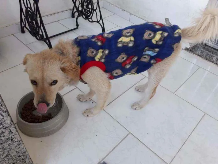 Cachorro ra a Srd idade 2 anos nome Chico