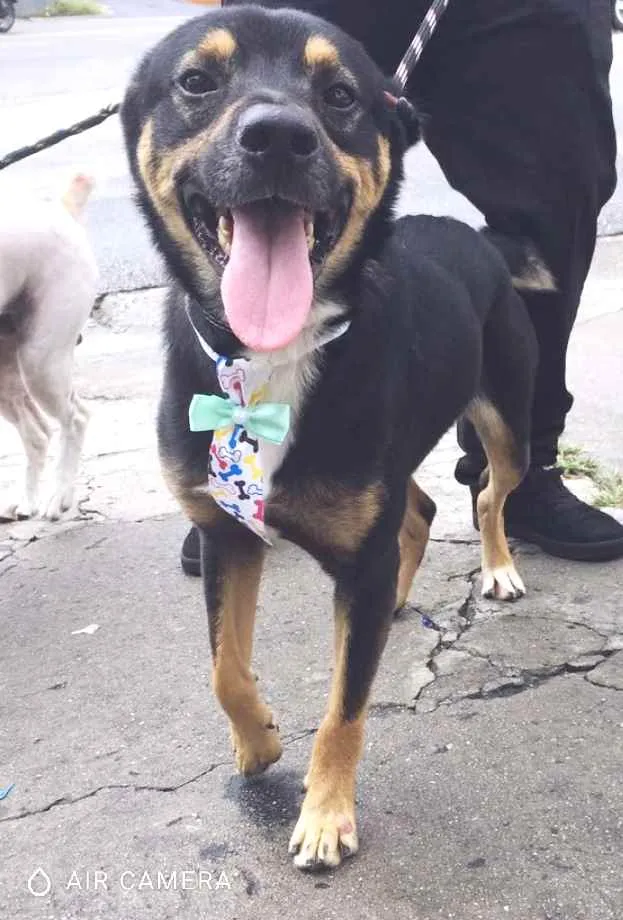 Cachorro ra a SRD idade 3 anos nome Bruce