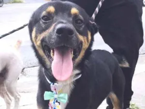 Cachorro raça SRD idade 3 anos nome Bruce
