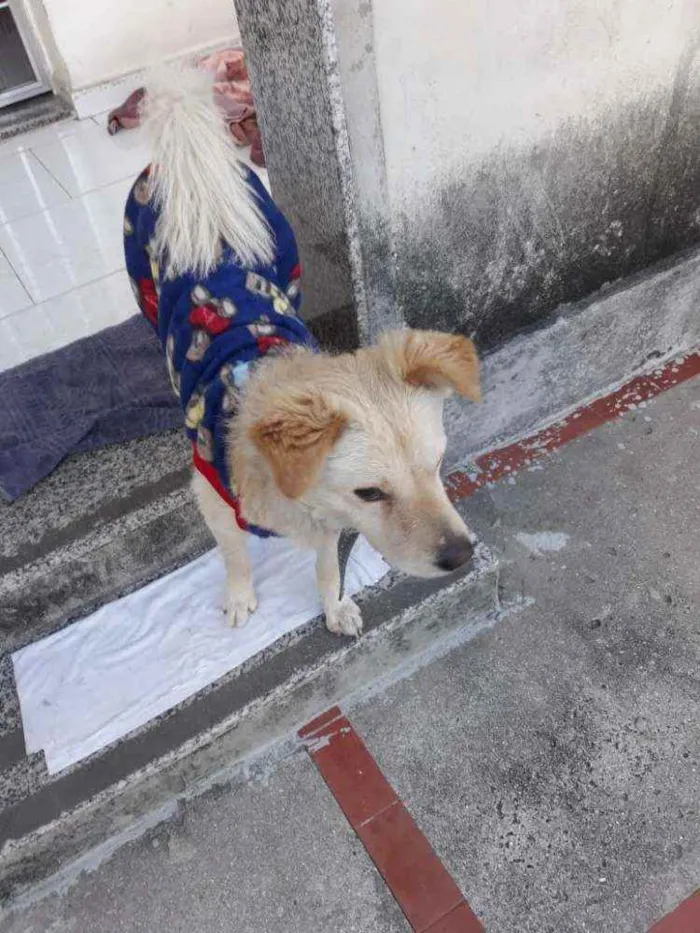 Cachorro ra a Srd idade 2 anos nome Chico