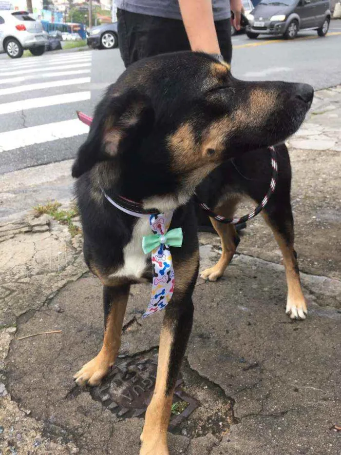 Cachorro ra a SRD idade 3 anos nome Bruce