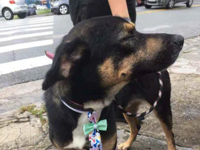 Cachorro ra a SRD idade 3 anos nome Bruce