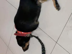 Cachorro raça SRD idade 3 anos nome Bruce