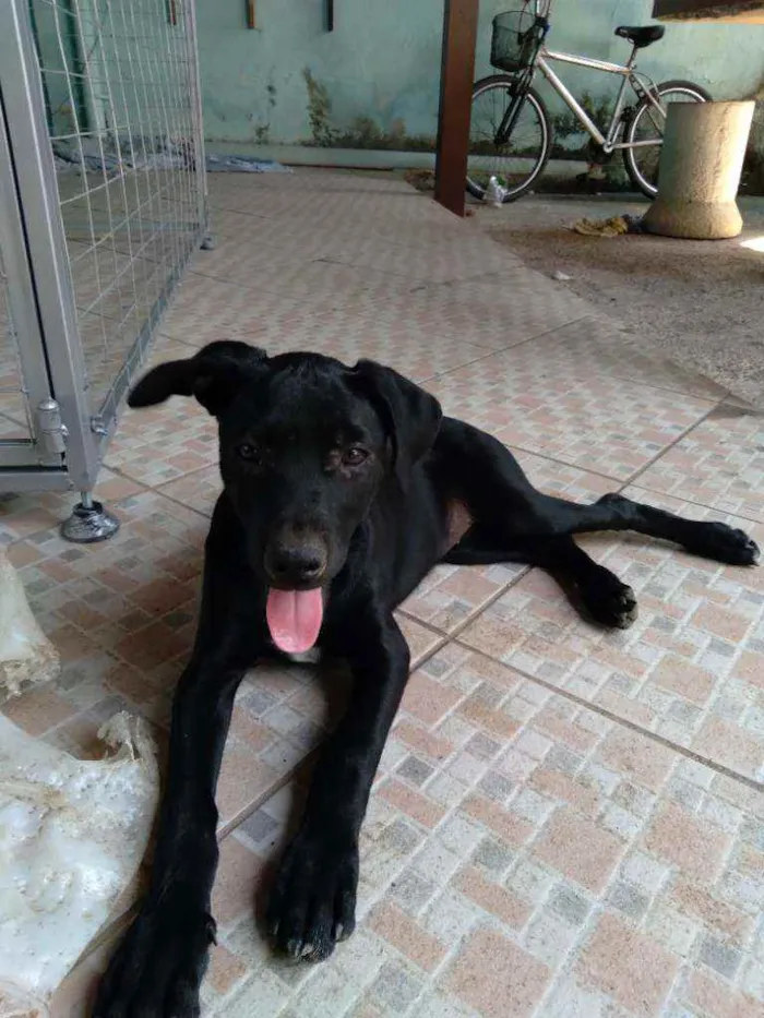 Cachorro ra a Srd idade 2 a 6 meses nome Nina