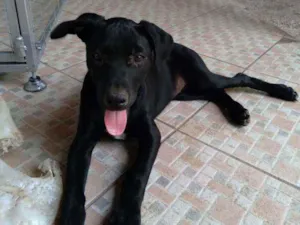 Cachorro raça Srd idade 2 a 6 meses nome Nina