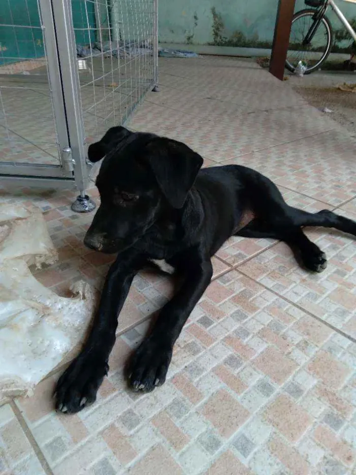 Cachorro ra a Srd idade 2 a 6 meses nome Nina
