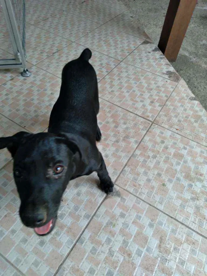 Cachorro ra a Srd idade 2 a 6 meses nome Nina