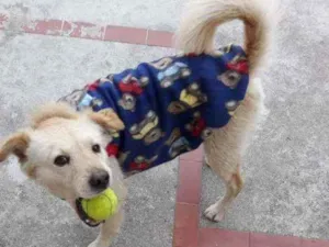 Cachorro raça Srd idade 2 anos nome Chico