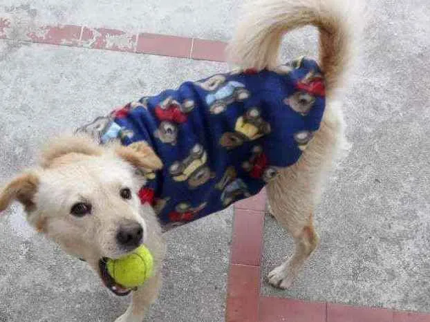 Cachorro ra a Srd idade 2 anos nome Chico