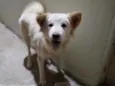 Pipoca