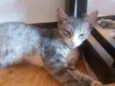 Loki