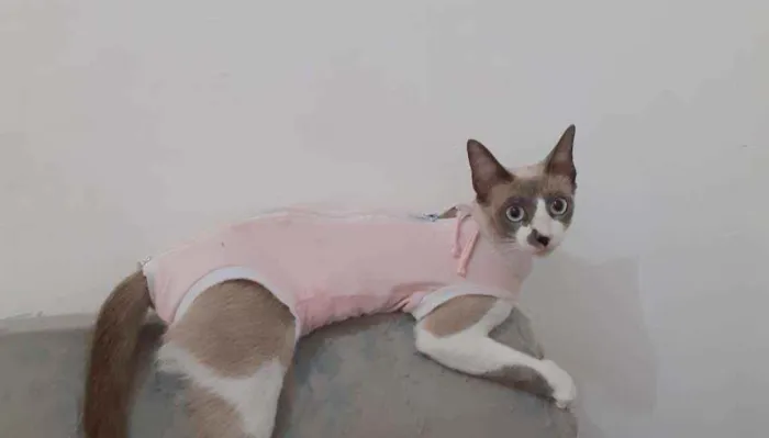 Gato raça Semelhante ao Siamês  idade 1 ano nome Kristal