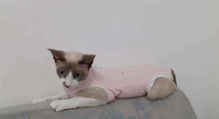 Gato raça Semelhante ao Siamês  idade 1 ano nome Kristal
